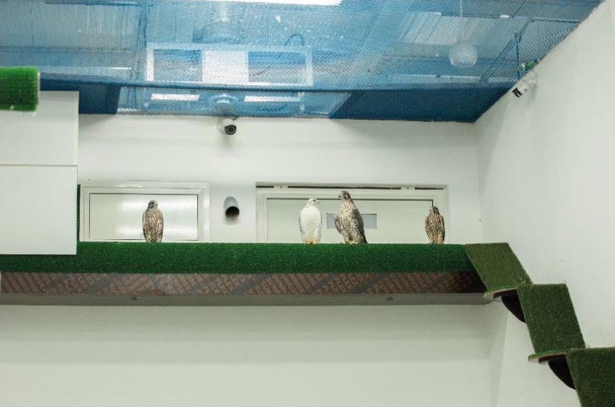 إنتاج الصقور