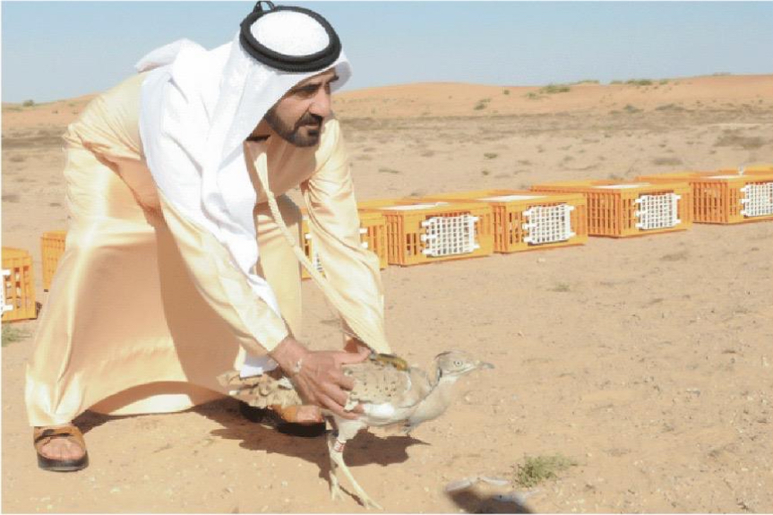 إنتاج الحبارى