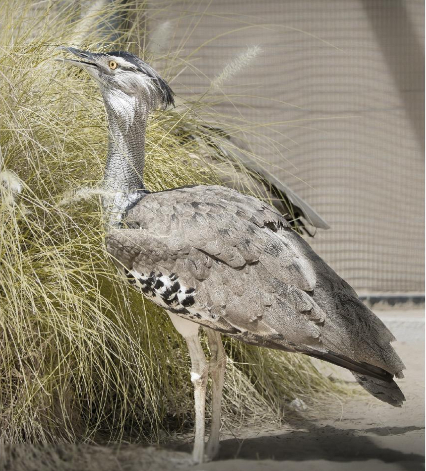 إنتاج الحبرو